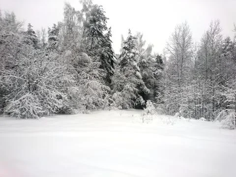 Winter forest after snowfall. Winter landscape in nature Stock Photos