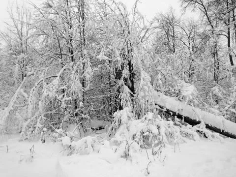 Winter forest after snowfall. Winter landscape in nature Stock Photos