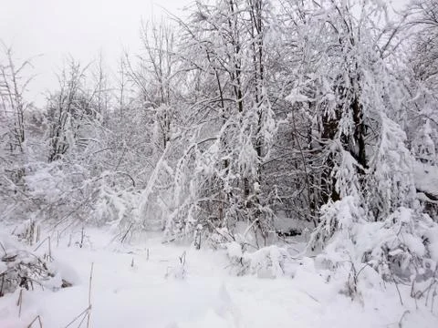 Winter forest after snowfall. Winter landscape in nature Stock Photos