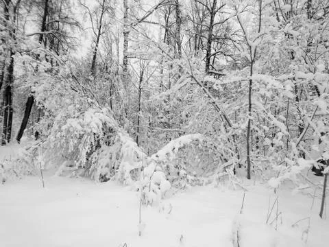 Winter forest after snowfall. Winter landscape in nature Stock Photos