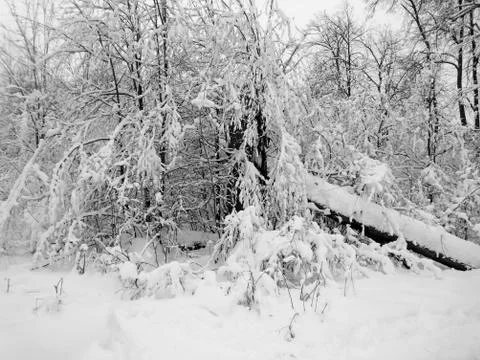 Winter forest after snowfall. Winter landscape in nature Stock Photos