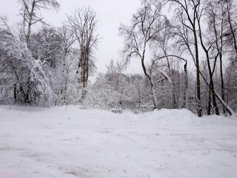 Winter forest after snowfall. Winter landscape in nature Stock Photos