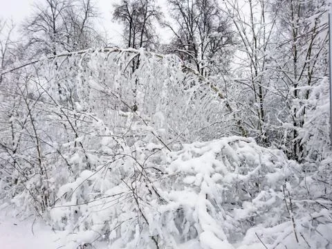 Winter forest after snowfall. Winter landscape in nature Stock Photos