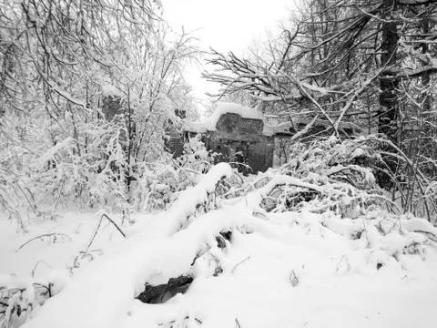 Winter forest after snowfall. Winter landscape in nature Stock Photos