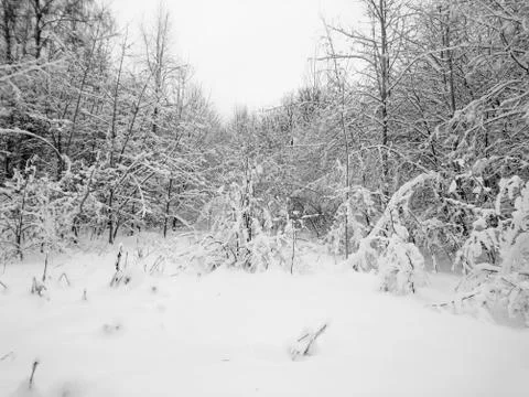 Winter forest after snowfall. Winter landscape in nature Stock Photos