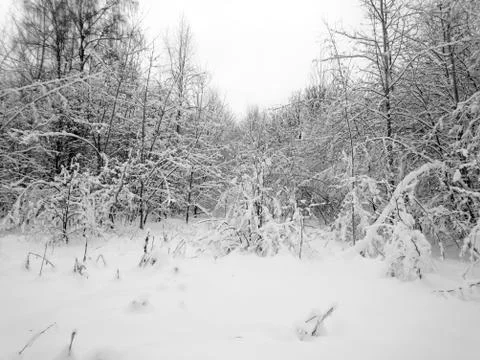 Winter forest after snowfall. Winter landscape in nature Foto stock