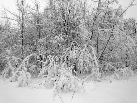 Winter forest after snowfall. Winter landscape in nature Stock Photos