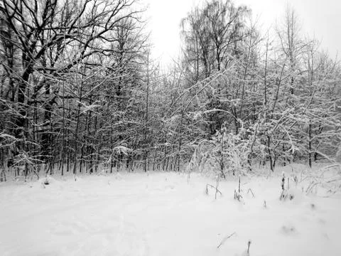 Winter forest after snowfall. Winter landscape in nature Stock Photos