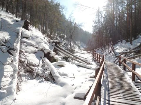 Winter forest after the storm Stock Photos