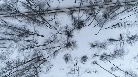 Winter Forest. Air View Stock Footage 163246876