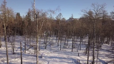 Winter forest and big mountain ridge Video stock 84178250
