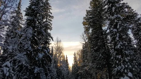 Winter forest and blue sky Stock Footage 120693372