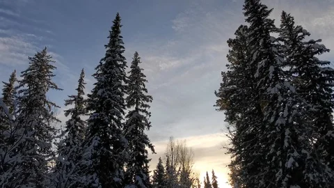 Winter forest and blue sky Stock Footage 120693830