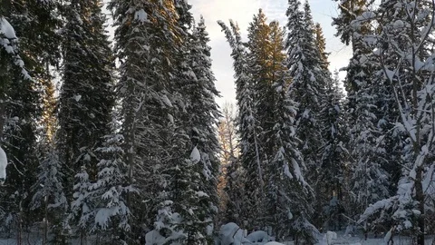 Winter forest and blue sky Stock Footage 120694259