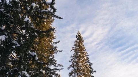 Winter forest and blue sky Stock Footage 120694431