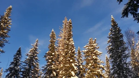 Winter forest and blue sky Video stock 121049978