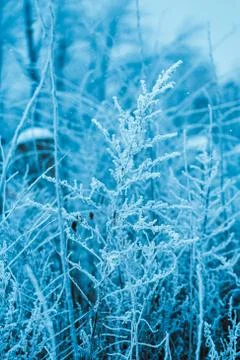 Winter forest and branches in the snow during the day Stock Photos