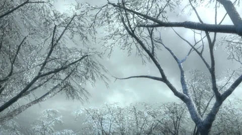 Winter forest and falling snow HD Stock Footage 39545905