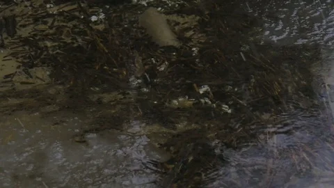 Winter forest and falling snow reflected in the water Stock Footage 70368382