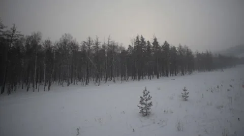 Winter Forest and Field Stock Footage 59315188