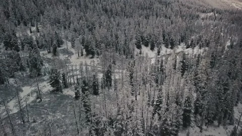 Winter forest and frozen mountain river in the Katun River Valley Altai Republic Stock-Footage 153476341