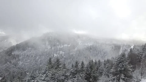 Winter forest and mist 1080 ungraded Stock Footage 105895604