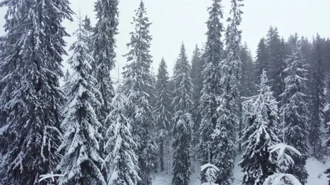 Winter forest and mountains from air. Winter landscape. aerial drone shot Vídeo Stock 169079783