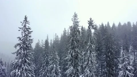 Winter forest and mountains from air. Winter landscape. aerial drone shot 库存影片 169079982