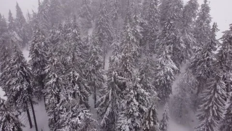 Winter forest and mountains from air. Winter landscape. aerial drone shot 库存影片 169158991