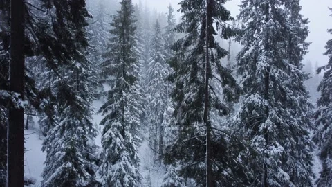 Winter forest and mountains from air. Winter landscape. aerial drone shot Видео 169159300