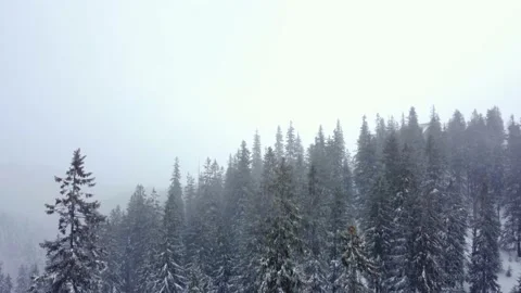 Winter forest and mountains from air. Winter landscape. aerial drone shot 動画素材 169159983