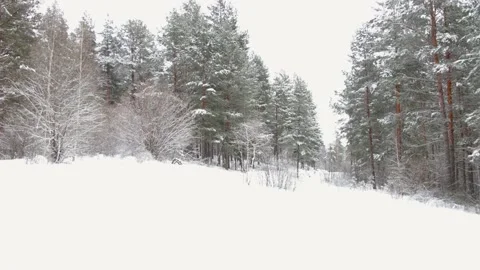 Winter forest and pine trees covered with snow in winter forest Stock Footage 238461866