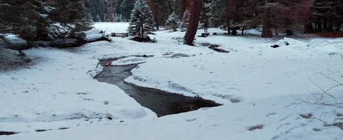 Winter forest and river in anamorphic Stock Footage 126114721