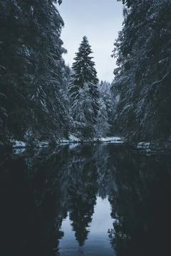 Winter forest and river Foto stock