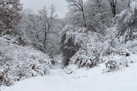 Winter forest and the road Stock Photos