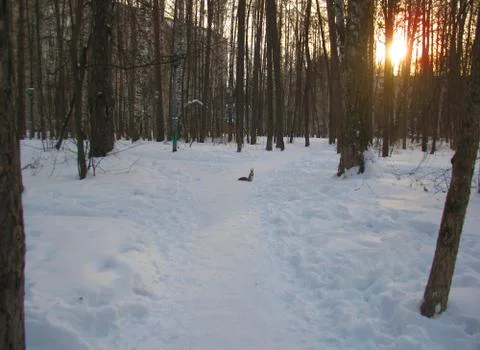 Winter forest and squirrel Stock Photos