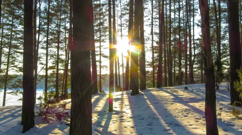 Winter forest and sun, 4K timelapse Stock Footage 33916719