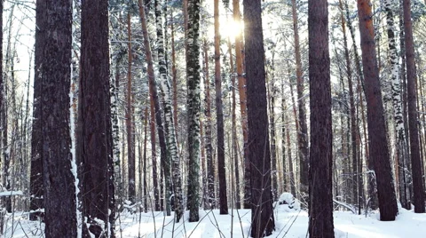 Winter forest and sun, 4K realtime video Stock-Footage 66189146