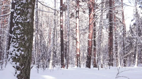 Winter forest and sun, 4K realtime video with zooming in motion 스톡 동영상 68810259