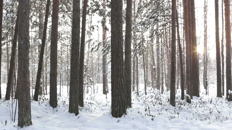Winter forest and sun Stock Footage 58015115