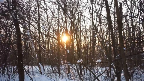 Winter forest and sun Stock-Footage 87269436