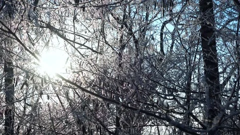 Winter forest and sun 스톡 동영상 99439243