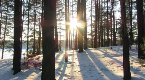 Winter Forest and the sun, timelapse Stock Footage 10768954