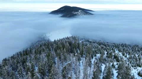 Winter Forest and Thick Inversion Fog Stock Footage 335525994