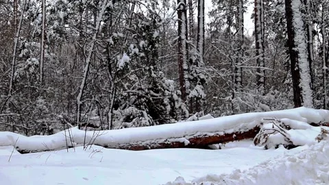 Winter forest and trees in snow/ Vidéo 170191890