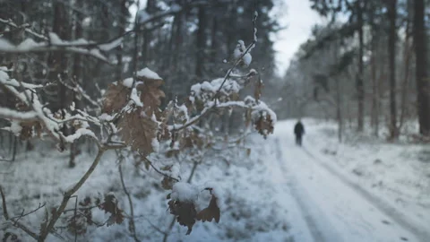 Winter forest and walking man on the road. Stock Footage 85518284