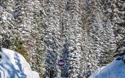 Winter forest background and Do not Enter sign in remote area of  Sequoia Fotos de archivo