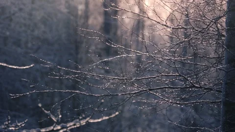 Winter forest background. Bare trees in snow and frost, snowflakes falling Stock Footage 293286003
