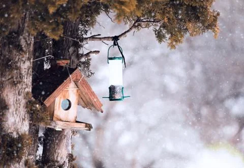 Winter forest background with Bird box and snow during winter Stock Photos