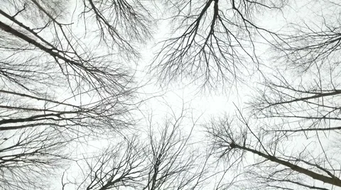 Winter Forest Background Stock Footage 62082383